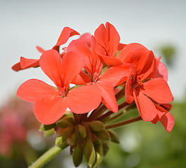 位圖 植物攝影 寫實(shí)花卉 花朵 數(shù)碼照片 免費(fèi)素材