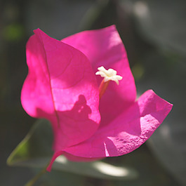 位圖 植物攝影 寫實花卉 花朵 數(shù)碼照片 免費素材