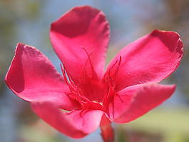 位圖 植物攝影 寫實(shí)花卉 花朵 數(shù)碼照片 免費(fèi)素材