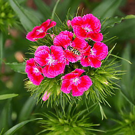 位圖 植物攝影 寫實(shí)花卉 花朵 數(shù)碼照片 免費(fèi)素材