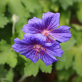 位圖 植物攝影 寫實(shí)花卉 花朵 數(shù)碼照片 免費(fèi)素材