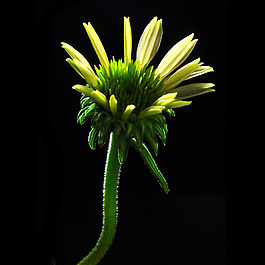 位圖 植物攝影 寫(xiě)實(shí)花卉 花朵 菊花 免費(fèi)素材