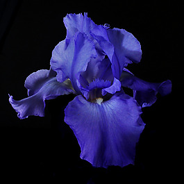 位圖 植物攝影 寫(xiě)實(shí)花卉 花朵 鳶尾 免費(fèi)素材