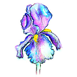 位圖 植物 寫意花卉 花朵 鳶尾 免費(fèi)素材
