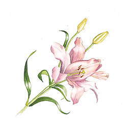 位圖 植物 寫(xiě)意花卉 花朵 百合 免費(fèi)素材