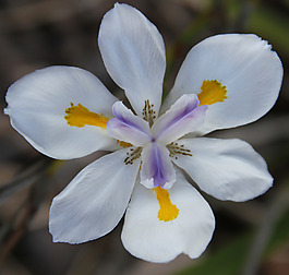 位圖 植物攝影 寫實(shí)花卉 花朵 數(shù)碼照片 免費(fèi)素材