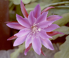 位圖 植物攝影 寫實(shí)花卉 花朵 數(shù)碼照片 免費(fèi)素材