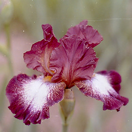 位圖 植物攝影 寫實(shí)花卉 花朵 鳶尾 免費(fèi)素材