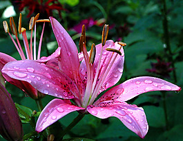 位圖 植物攝影 寫(xiě)實(shí)花卉 花朵 百合 免費(fèi)素材