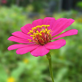 位圖 植物攝影 寫(xiě)實(shí)花卉 花朵 數(shù)碼照片 免費(fèi)素材