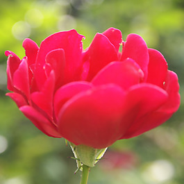 位圖 植物攝影 寫實花卉 花朵 數(shù)碼照片 免費素材