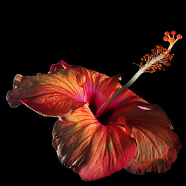 位圖 植物攝影 寫實(shí)花卉 花朵 數(shù)碼照片 免費(fèi)素材