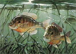 位圖 插畫 時尚插畫 動物插畫 藝術效果 免費素材