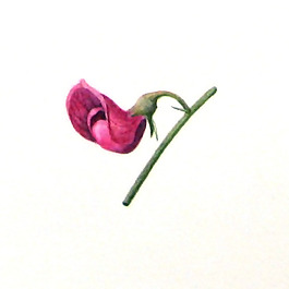 位圖 植物 寫意花卉 花朵 免費(fèi)素材