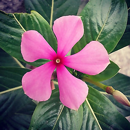 位圖 植物攝影 寫實(shí)花卉 花朵 數(shù)碼照片 免費(fèi)素材