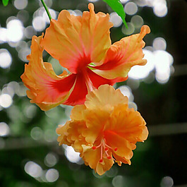位圖 植物攝影 寫實(shí)花卉 花朵 數(shù)碼照片 免費(fèi)素材