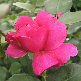 位圖 植物攝影 寫(xiě)實(shí)花卉 花朵 數(shù)碼照片 免費(fèi)素材