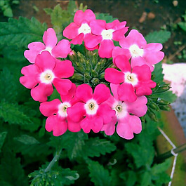 位圖 植物攝影 寫實(shí)花卉 花朵 數(shù)碼照片 免費(fèi)素材