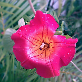 位圖 植物攝影 寫實花卉 花朵 數(shù)碼照片 免費素材