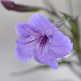 位圖 植物攝影 寫(xiě)實(shí)花卉 花朵 數(shù)碼照片 免費(fèi)素材