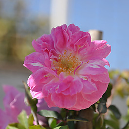 位圖 植物攝影 寫實(shí)花卉 花朵 數(shù)碼照片 免費(fèi)素材