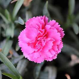 位圖 植物攝影 寫實(shí)花卉 花朵 康乃馨 免費(fèi)素材