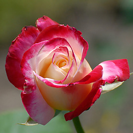 位圖 植物攝影 寫(xiě)實(shí)花卉 花朵 數(shù)碼照片 免費(fèi)素材