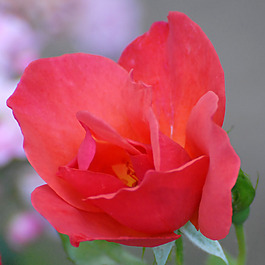 位圖 植物攝影 寫實(shí)花卉 花朵 數(shù)碼照片 免費(fèi)素材