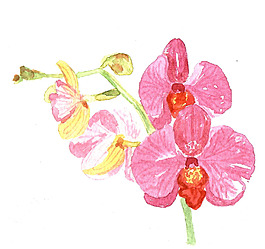 位圖 植物 寫意花卉 花朵 蘭花 免費(fèi)素材