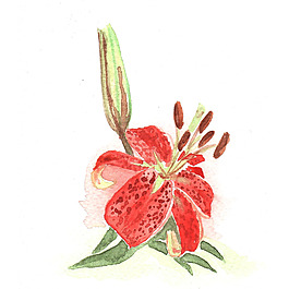 位圖 植物 寫意花卉 花朵 百合 免費素材