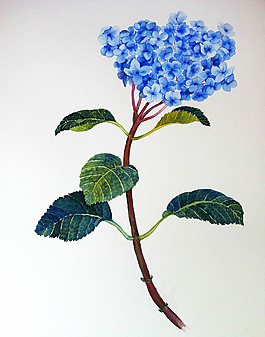 位圖 植物 寫意花卉 花朵 免費素材