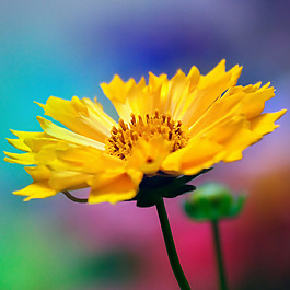 位圖 植物攝影 寫(xiě)實(shí)花卉 花朵 菊花 免費(fèi)素材