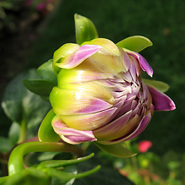 位圖 植物攝影 寫實(shí)花卉 花朵 數(shù)碼照片 免費(fèi)素材