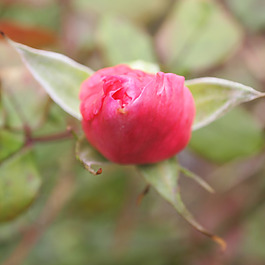 位圖 植物攝影 寫(xiě)實(shí)花卉 花朵 數(shù)碼照片 免費(fèi)素材