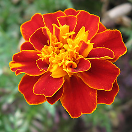 位圖 植物攝影 寫實(shí)花卉 花朵 數(shù)碼照片 免費(fèi)素材