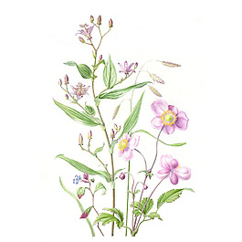 位圖 植物 寫意花卉 花朵 免費(fèi)素材