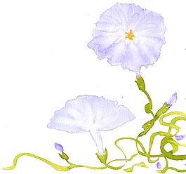 位圖 植物 寫意花卉 花朵 牽?；?免費(fèi)素材