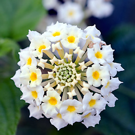 位圖 植物攝影 寫實(shí)花卉 花朵 數(shù)碼照片 免費(fèi)素材