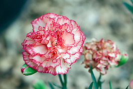 位圖 植物攝影 寫實(shí)花卉 花朵 康乃馨 免費(fèi)素材