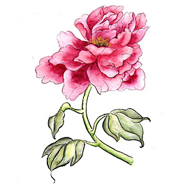 位圖 植物 寫意花卉 花朵 牡丹 免費(fèi)素材