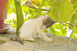 小猫在萨摩斯岛