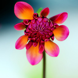 位圖 植物攝影 寫實(shí)花卉 花朵 數(shù)碼照片 免費(fèi)素材