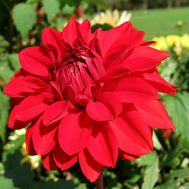 位圖 植物攝影 寫(xiě)實(shí)花卉 花朵 數(shù)碼照片 免費(fèi)素材