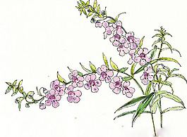 位圖 植物 寫意花卉 花朵 免費(fèi)素材