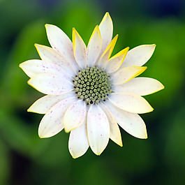 位圖 植物攝影 寫實(shí)花卉 花朵 數(shù)碼照片 免費(fèi)素材
