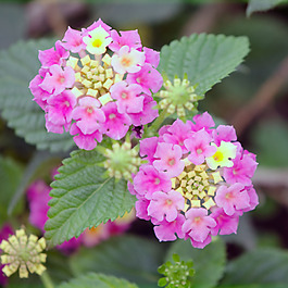 位圖 植物攝影 寫實花卉 花朵 數(shù)碼照片 免費素材