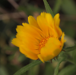 位圖 植物攝影 寫(xiě)實(shí)花卉 花朵 菊花 免費(fèi)素材