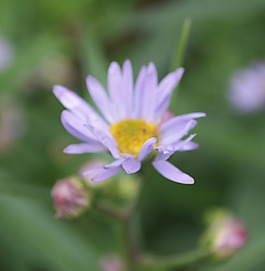 位圖 植物攝影 寫實花卉 花朵 菊花 免費素材