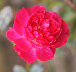 位圖 植物攝影 寫實(shí)花卉 花朵 數(shù)碼照片 免費(fèi)素材