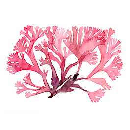 位圖 植物 寫意花卉 花朵 免費(fèi)素材